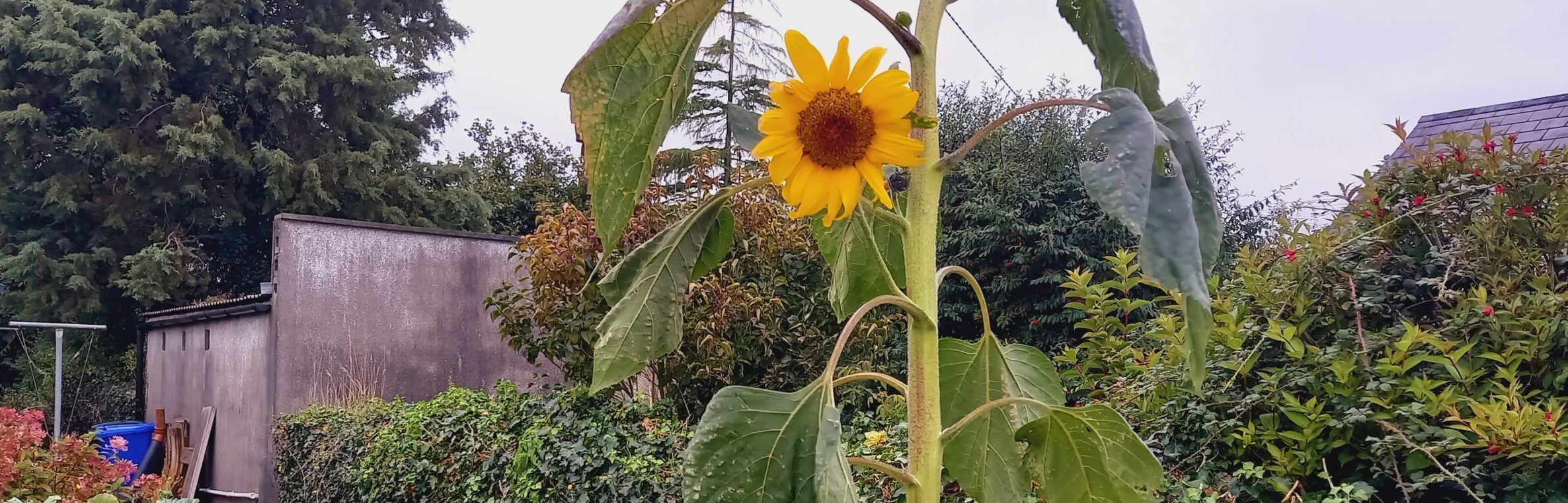 A sunflower growing outside Louise's mothers home.